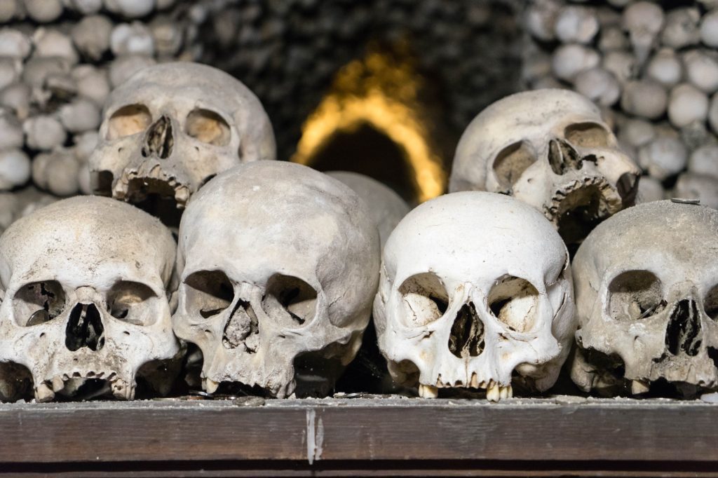 The image shows a row of human skulls arranged neatly on a shelf, with more skulls and bones visible in the blurred background.