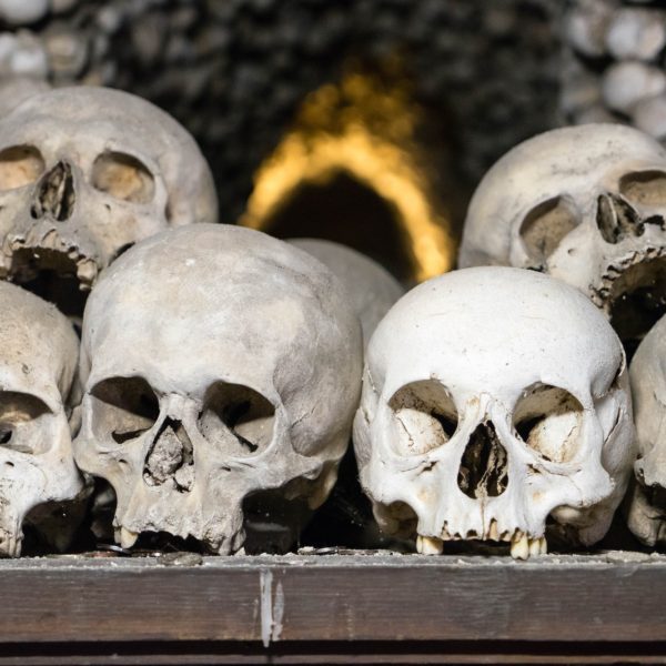 The image shows a row of human skulls arranged neatly on a shelf, with more skulls and bones visible in the blurred background.