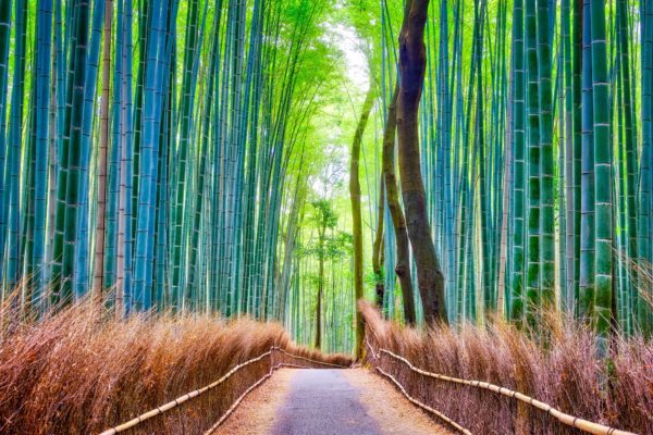 A serene pathway winds through a dense bamboo forest. Tall green stalks tower overhead while golden light filters through the leaves, creating a tranquil atmosphere.