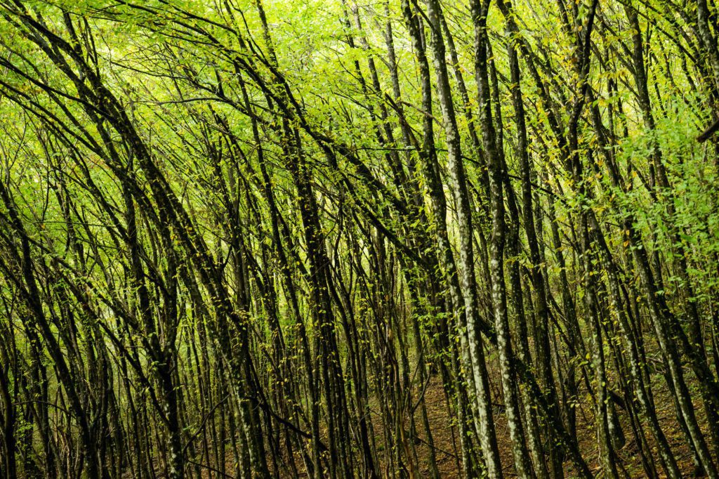 A dense forest with slender trees having black and white bark. The trees' branches create a web-like canopy with green leaves overhead.