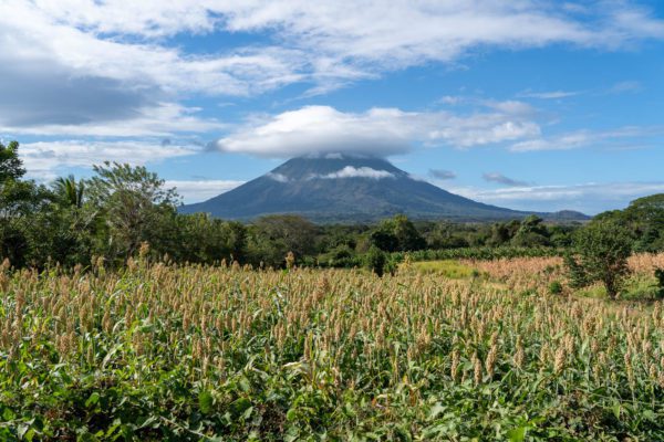 A vast cornfield in the foreground with a majestic volcano shrouded by clouds in the distance, surrounded by lush greenery under a partly cloudy sky.