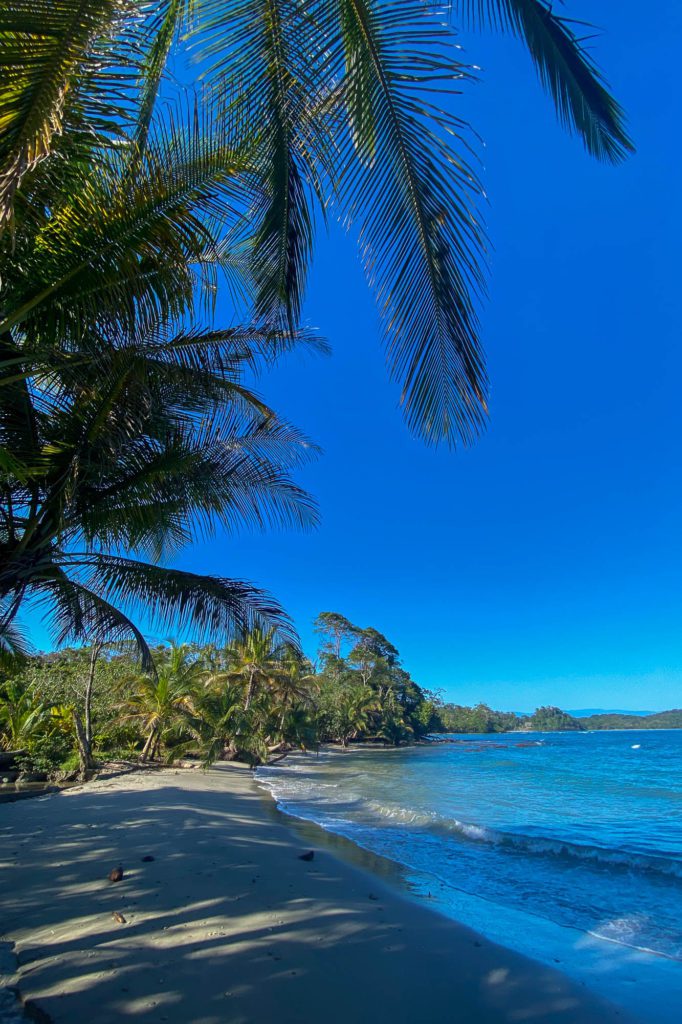 A tranquil tropical beach with towering palm trees, clear blue skies, gentle waves washing onto the sandy shore, and lush green foliage in the background.