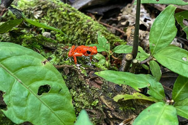 A small bright red frog with black spots is perched on a moss-covered log surrounded by green leaves in a natural, damp forest environment.