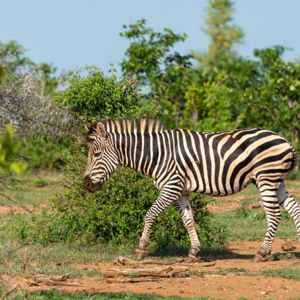 A zebra is standing on a dusty path amid green shrubbery under a clear sky. Its black and white stripes are prominent in the sunlight.