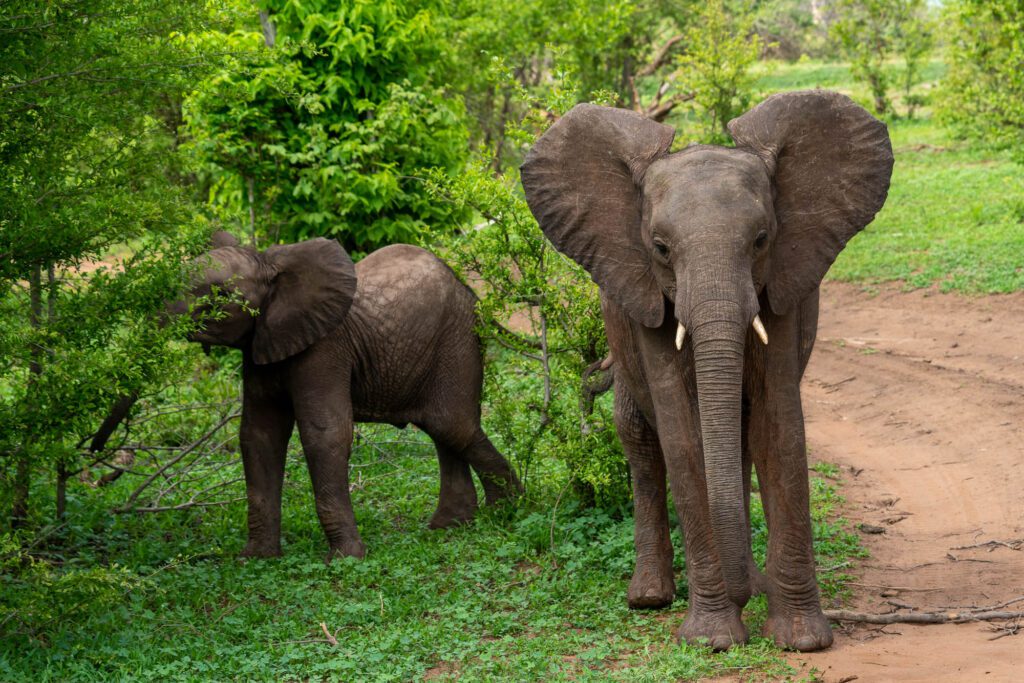 Two African elephants, with one in the foreground having its ears spread out, stand on a dirt path surrounded by lush green foliage.