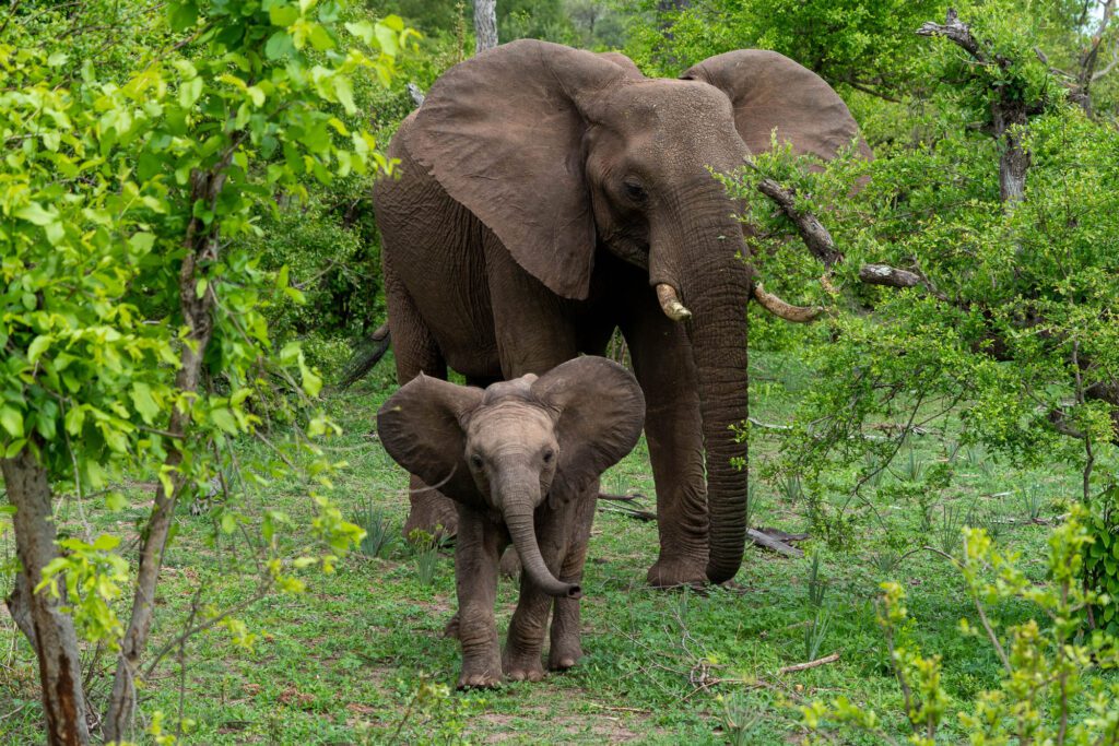 A large elephant stands protectively behind a smaller elephant calf amidst green bushes and trees, likely signaling a mother and offspring in a natural habitat.