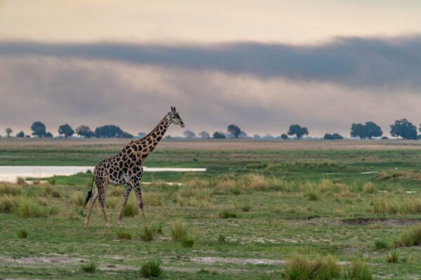 A single giraffe stands in a grassy savanna with scattered trees, a water body nearby, under a vast sky with layers of clouds at dawn or dusk.