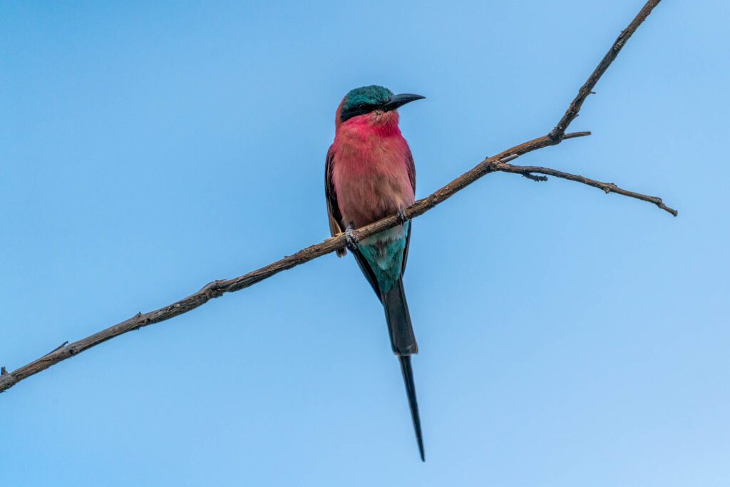 A vibrant carmine bee-eater bird with pink and turquoise feathers perches on a bare branch against a clear blue sky.