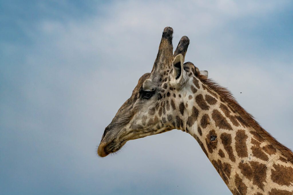 This image shows the head and neck of a giraffe against a cloudy sky. The giraffe has patterned skin, horn-like ossicones, and a calm expression.