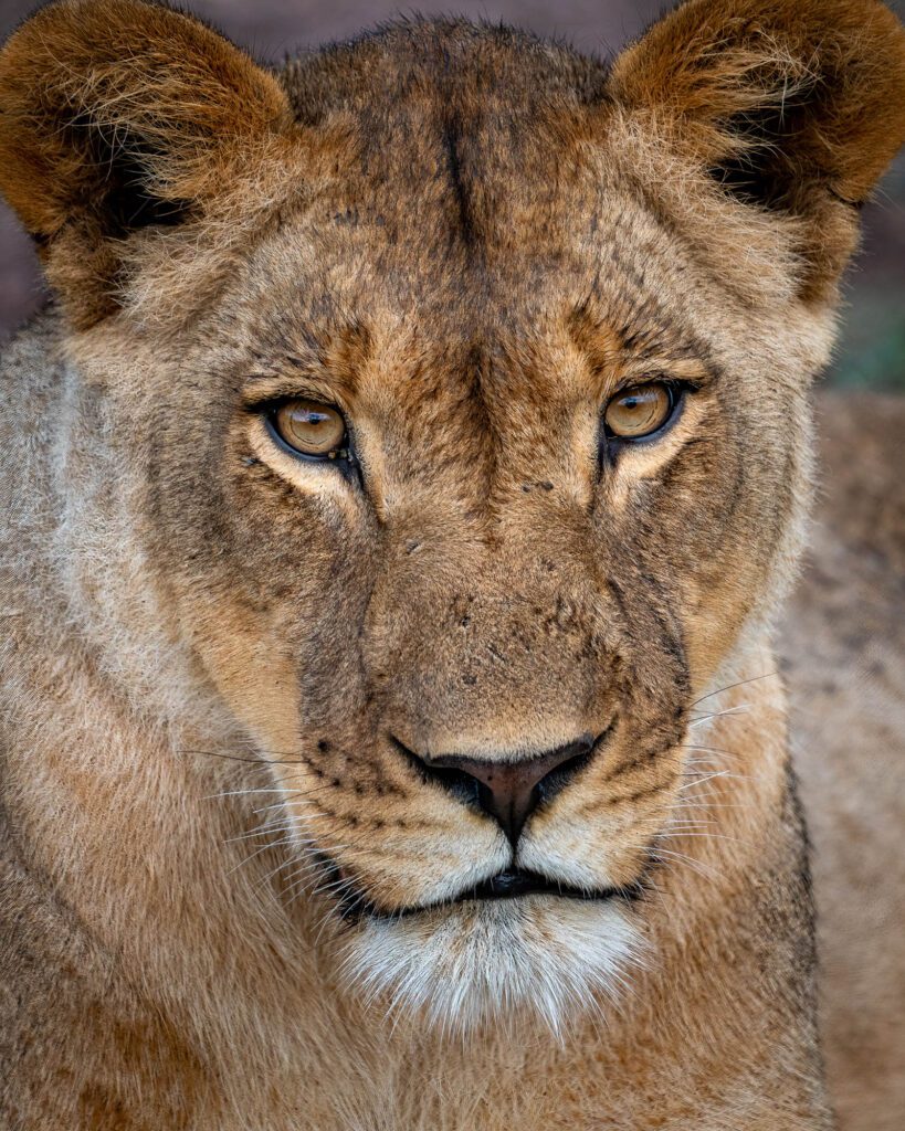 Close-up of a young lion with intense eyes, a sandy brown mane, and a calm but piercing gaze. The background is soft and undetailed.