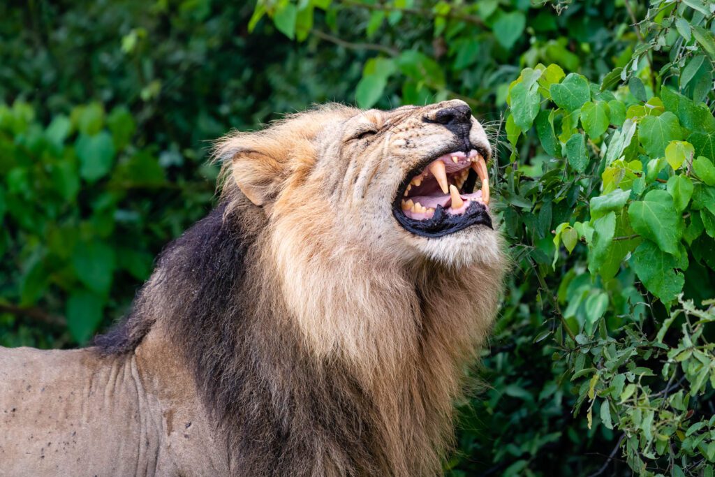 A lion with a majestic mane is roaring, showing its sharp teeth and tongue, against a backdrop of green, leafy vegetation.