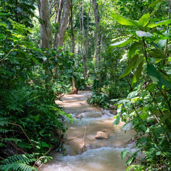 A serene jungle scene features a narrow, flowing stream surrounded by lush, dense greenery and towering trees under bright sunlight. No landmarks visible.