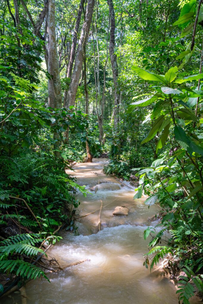 A serene jungle scene features a narrow, flowing stream surrounded by lush, dense greenery and towering trees under bright sunlight. No landmarks visible.