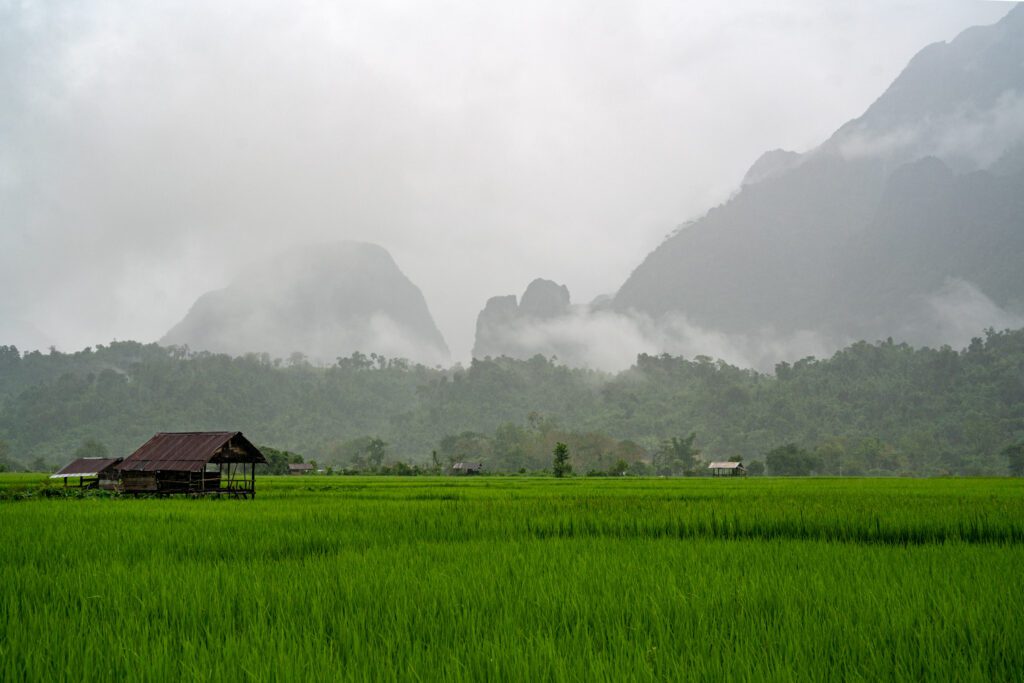 Lush green rice fields with a small wooden hut, misty mountains in the background, and dense forest under a cloudy sky.