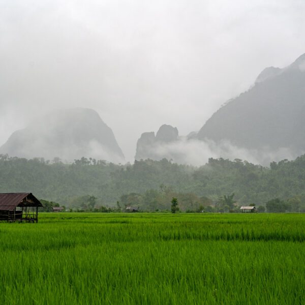 Lush green rice fields with a small wooden hut, misty mountains in the background, and dense forest under a cloudy sky.