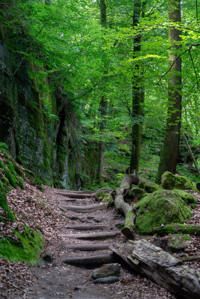 A lush, green forest path with moss-covered rocks and trees, creating a serene and enchanting natural setting. No people are present.