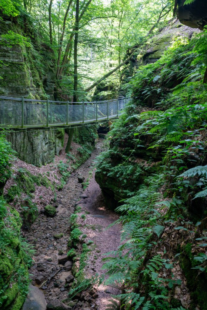 A lush forest gorge with a metal footbridge, verdant ferns, and rocky walls. Sunlight filters through the dense canopy overhead.